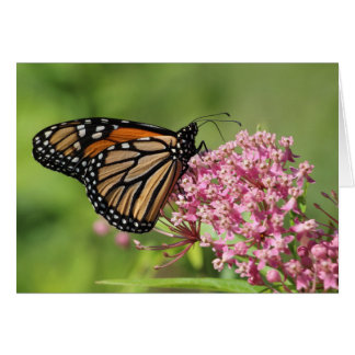 Monarch butterfly