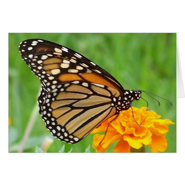 Monarch Butterfly (Front Horizontal)