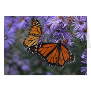 Monarch Butterfly