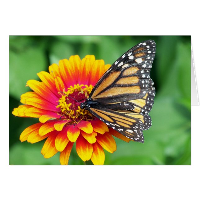 Monarch Butterfly (Front Horizontal)
