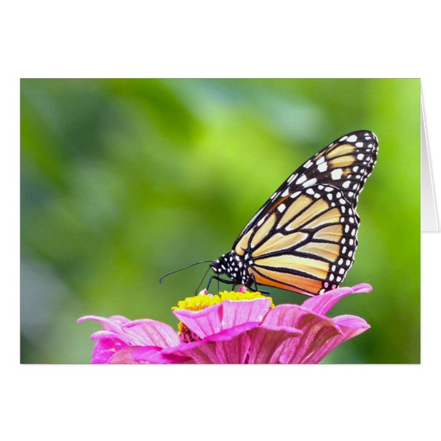 Monarch Butterfly (Front Horizontal)