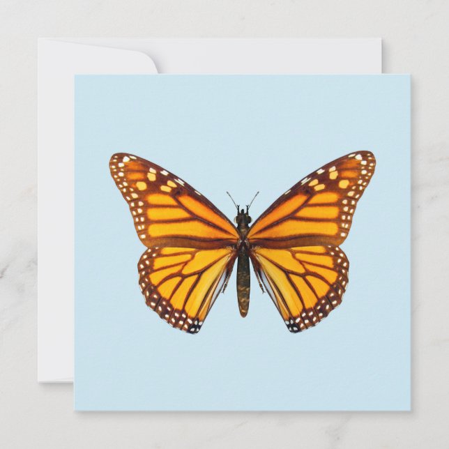 Monarch Butterfly (Front)