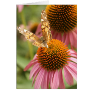 Monarch Butterfly