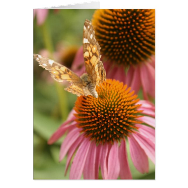 Monarch Butterfly (Front)