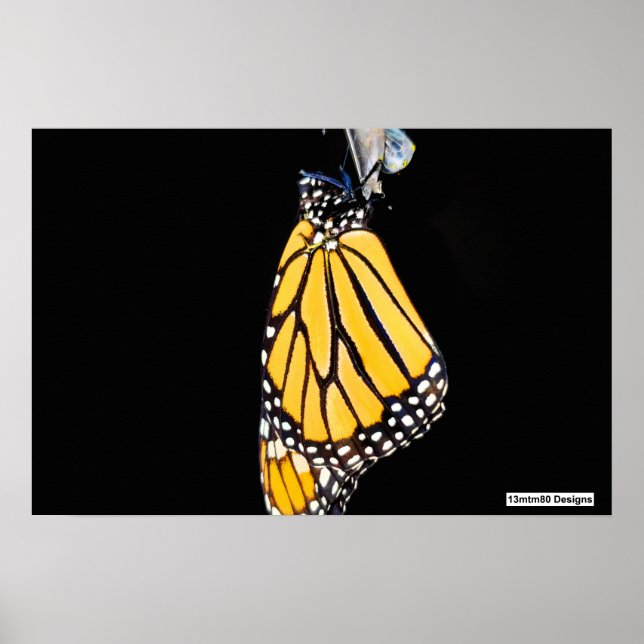 Monarch Butterfly 2022 - Poster (Front)