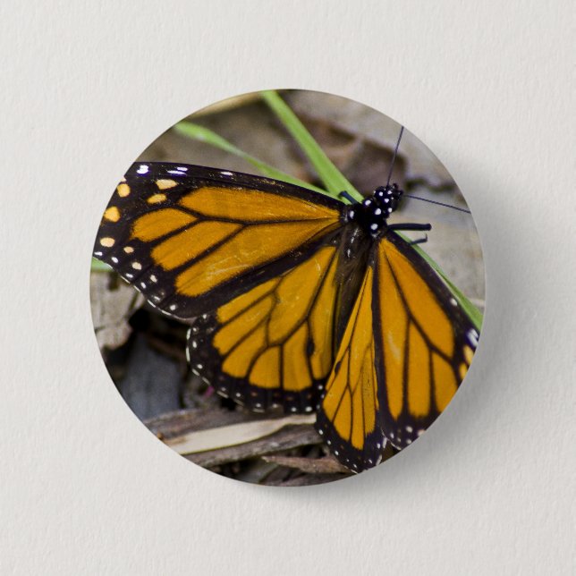 Monarch Butterfly 2 Inch Round Button (Front)