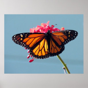 Monarch Butterfly 6066 Poster