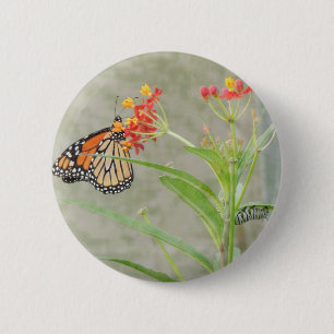 Monarch Butterfly and Caterpillar 2 Inch Round Button