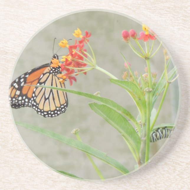 Monarch Butterfly and Caterpillar Coaster (Front)