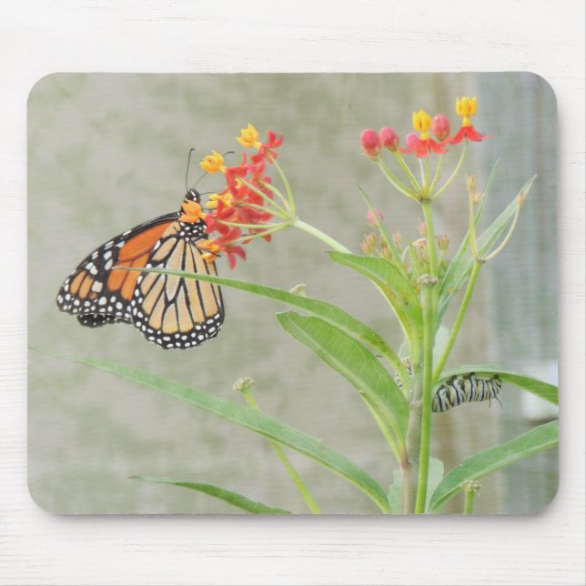 Monarch Butterfly and Caterpillar Mouse Pad (Front)