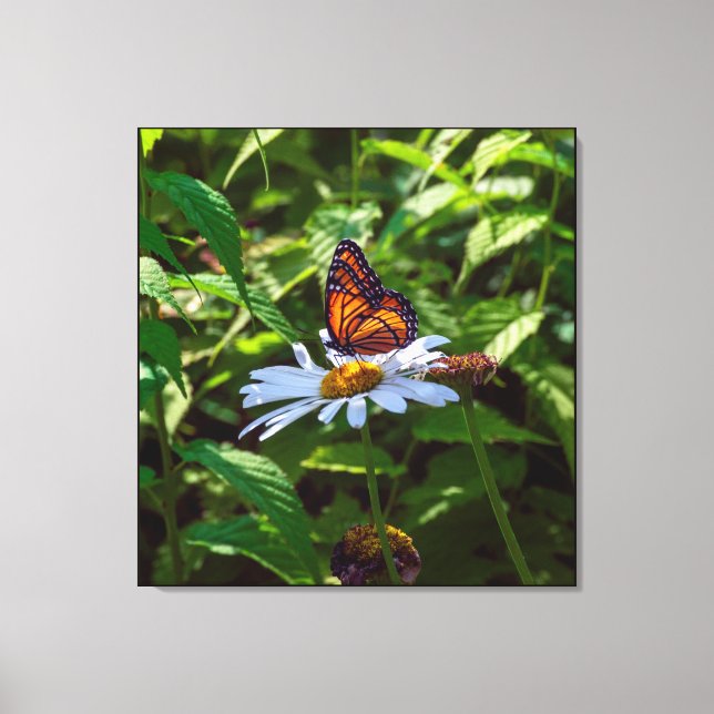 Monarch Butterfly Backlit on Daisy Flower Canvas Print (Front)