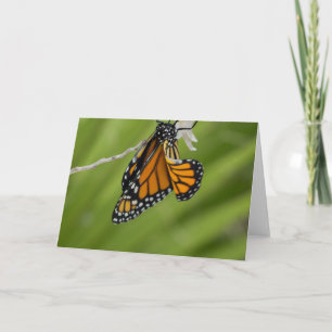 Monarch Butterfly Blank Greeting Card
