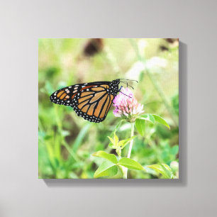 Monarch Butterfly Canvas Print