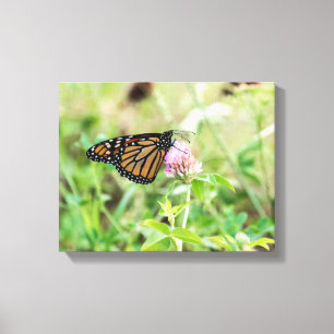 Monarch Butterfly Canvas Print
