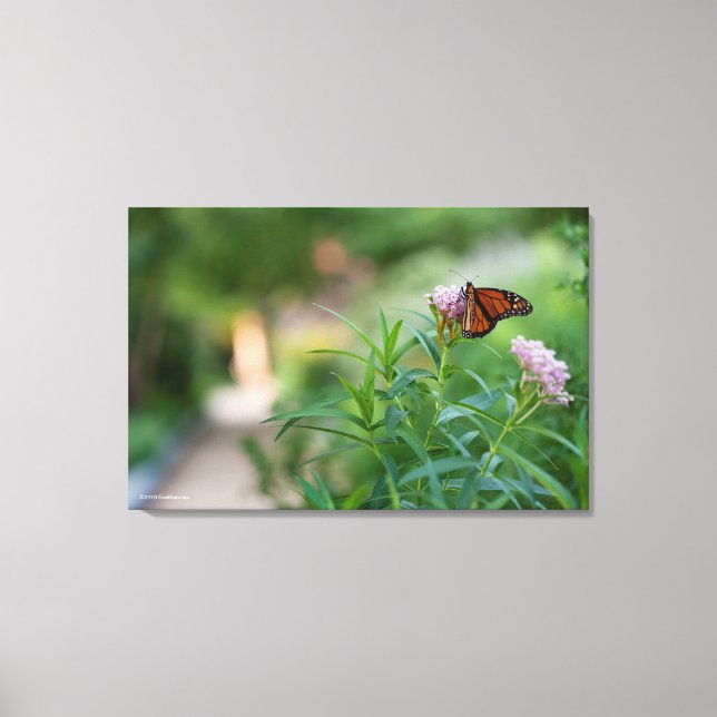 Monarch Butterfly Canvas Print (Front)