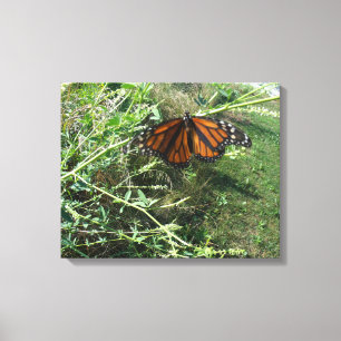 Monarch butterfly canvas print