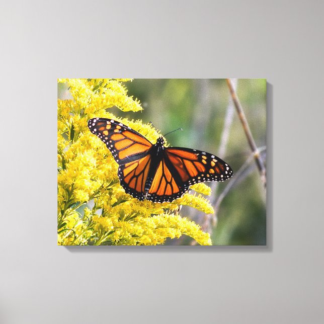 Monarch Butterfly Canvas Print (Front)