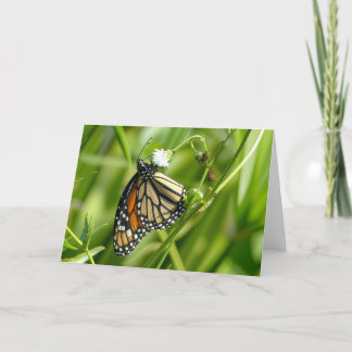 Monarch Butterfly - card 