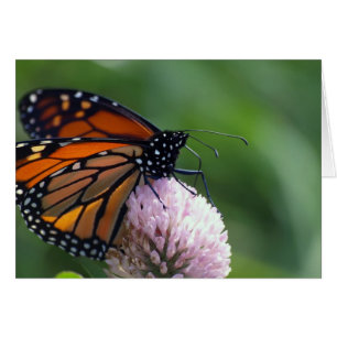 Monarch Butterfly - Cards