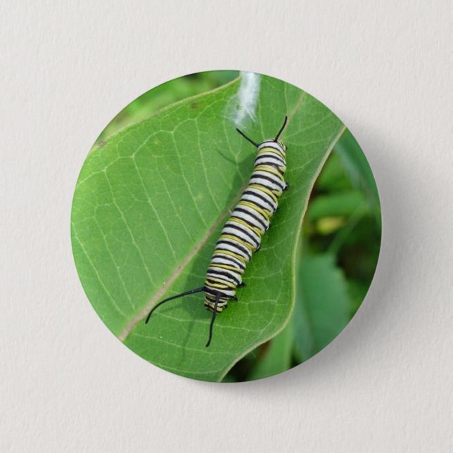 Monarch butterfly caterpillar 2 inch round button (Front)