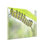 Monarch Butterfly Caterpillar Exploring A Milkweed Canvas Prints