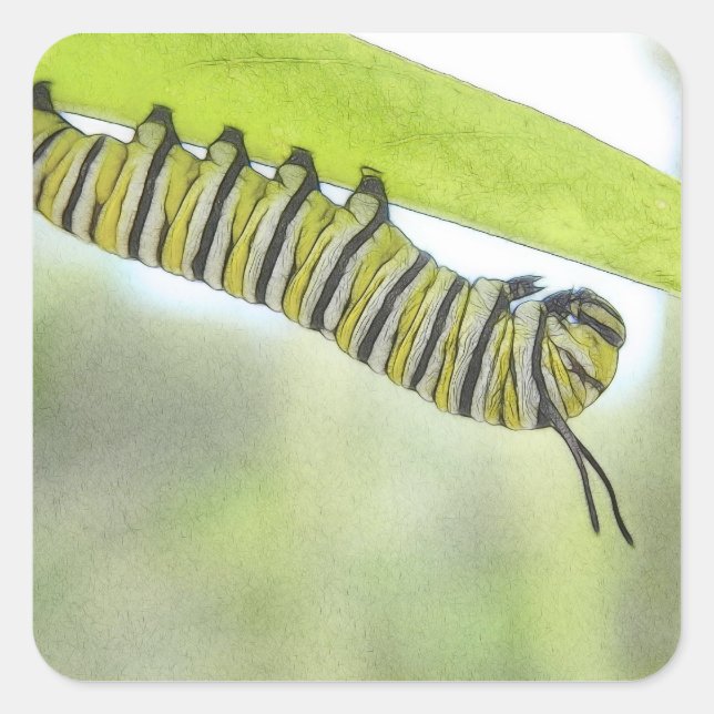 Monarch Butterfly Caterpillar Exploring A Milkweed Square Sticker (Front)
