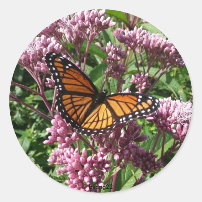Monarch Butterfly Classic Round Sticker (Front)