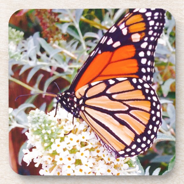 Monarch Butterfly Coaster (Front)