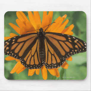 Monarch butterfly (Danaus plexippus) on pot Mouse Pad