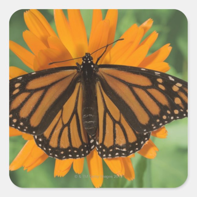 Monarch butterfly (Danaus plexippus) on pot Square Sticker (Front)