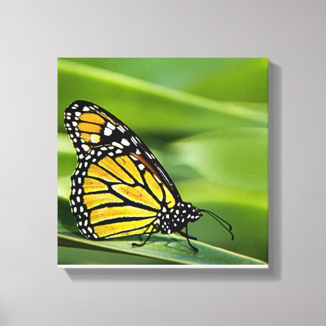 Monarch Butterfly Design Canvas Print (Front)