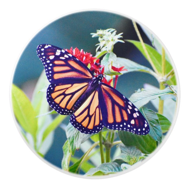 Monarch Butterfly drawer knobs (Front)