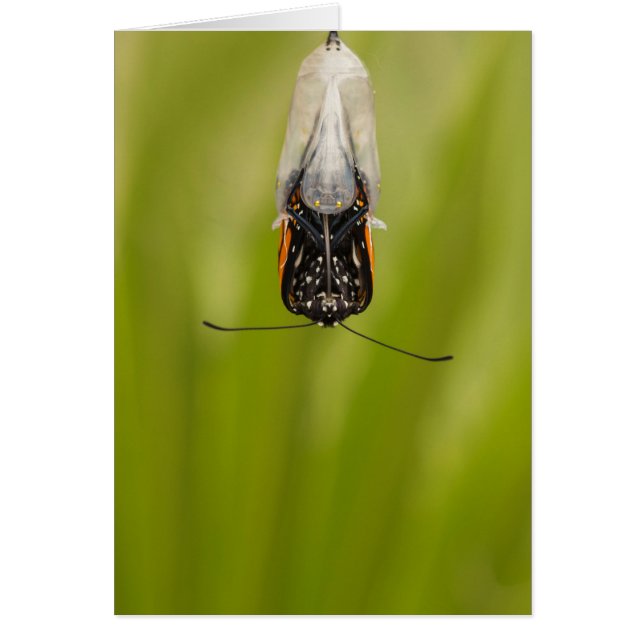 Monarch Butterfly emerging from cocoon card (Front)