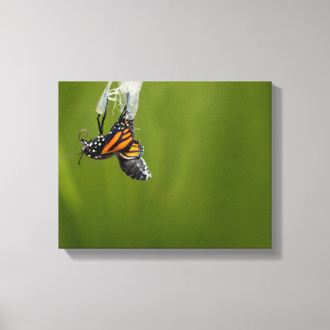 Monarch Butterfly Emerging From Cocoon Photograph Canvas Print (Front)