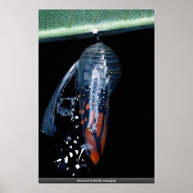 Monarch butterfly emerging poster (Front)