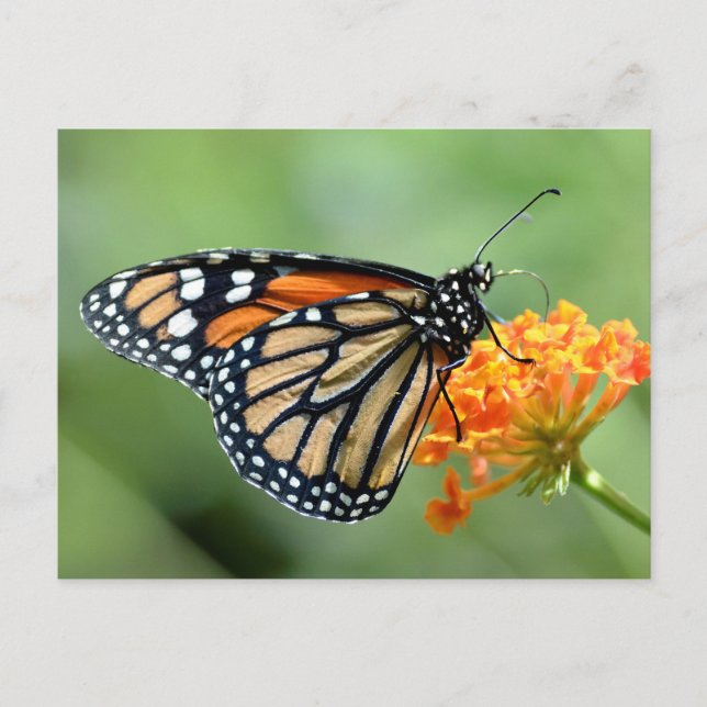 Monarch butterfly feeding on flower postcard (Front)