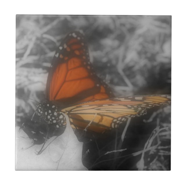 Monarch Butterfly In Black And White Nature Tile (Front)