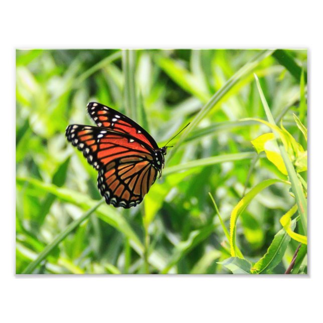 Monarch Butterfly in Flight Photo Print (Front)