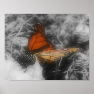 Monarch Butterfly In Partial Colour Nature Poster