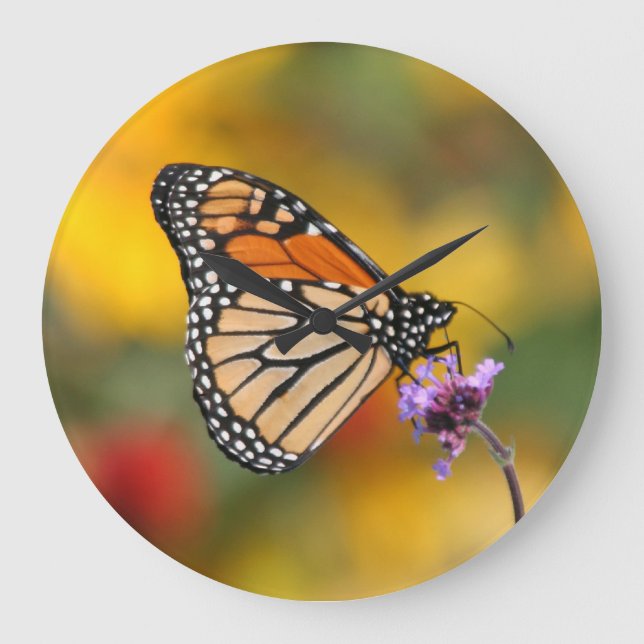 Monarch Butterfly In Search of Pollen Large Clock (Front)
