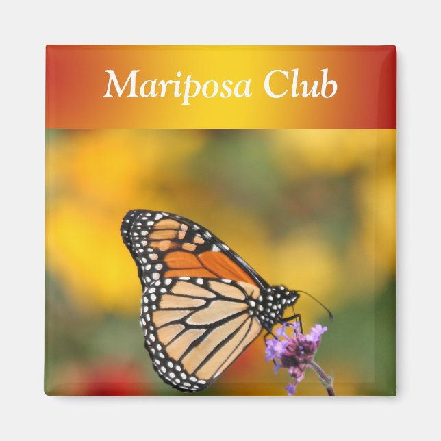 Monarch Butterfly In Search of Pollen Magnet (Front)