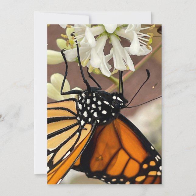 Monarch Butterfly Invitation (Front)