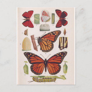 Monarch Butterfly Life Cycle  Postcard