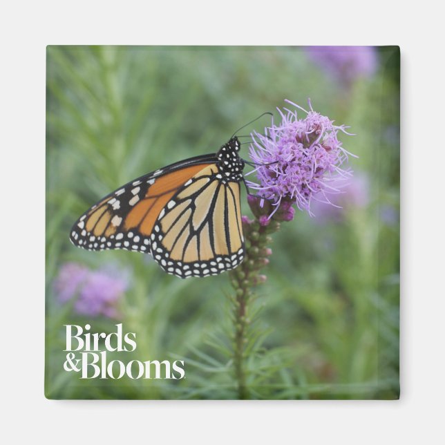 Monarch Butterfly Magnet (Front)