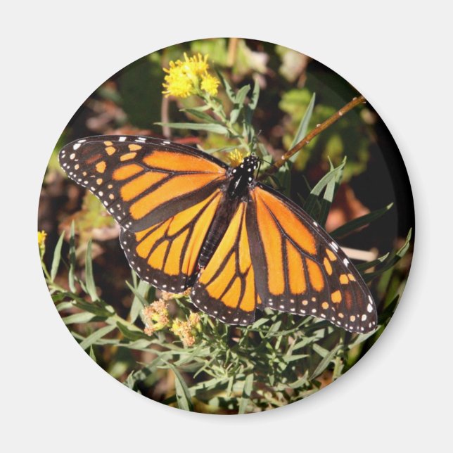 Monarch butterfly magnet (Front)