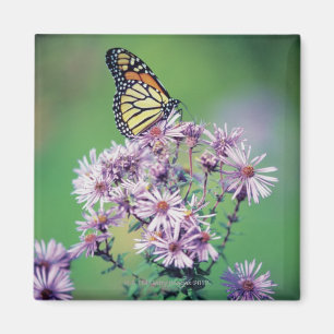 Monarch Butterfly Magnet