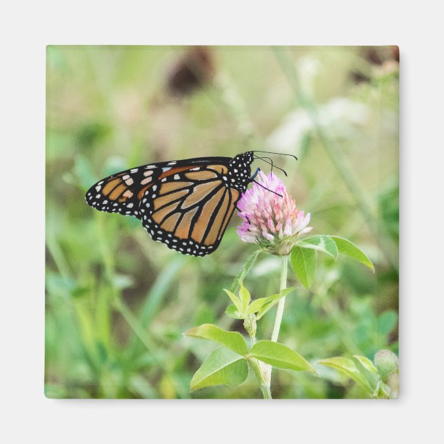 Monarch Butterfly Magnet (Front)