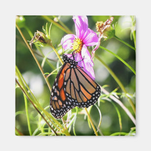 Monarch Butterfly Magnet