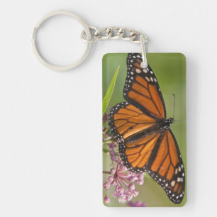 Monarch Butterfly male on Swamp Milkweed Keychain