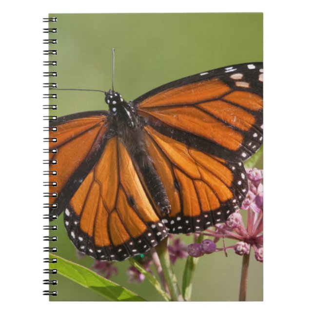 Monarch Butterfly male on Swamp Milkweed Notebook (Front)